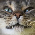 Правда ли, что коты предсказывают будущее: ветеринары объяснили ➤ Infotime.co