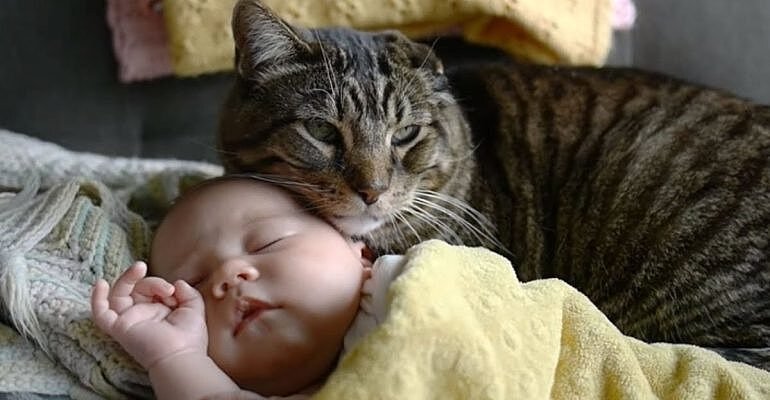 Kucing Tidak Akan Tinggalkan Bayi Sendirian – Ibu Bapa Ketahui Sebabnya