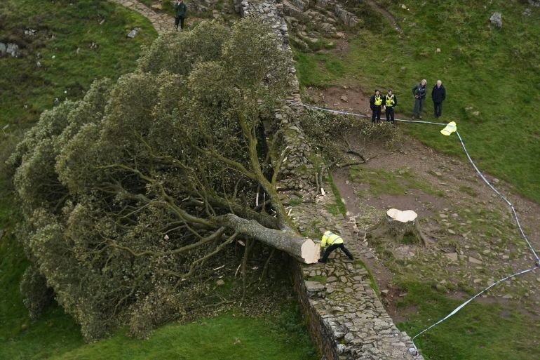 Mann fällt in den alten Baum, nachdem er seltsame Geräusche im Hinterhof gehört hat; er ruft die Behörden, nachdem er etwas entdeckt hat