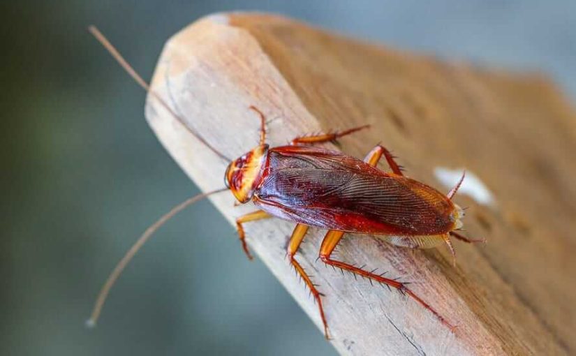 Практикують канібалізм? Що відомо про незвичну поведінку тарганів ➤ Infotime.co