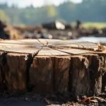 Як швидко позбутися пенька: ефективні методи для будь-яких умов ➤ Infotime.co