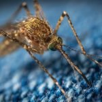 Ці рослини ефективніше за спреї відлякують комарів ➤ Infotime.co