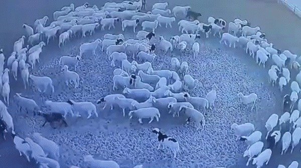 Der Tierarzt sieht, dass sich die Tiere seltsam verhalten. Er sagt „Das ist nicht gut, wir müssen weglaufen“