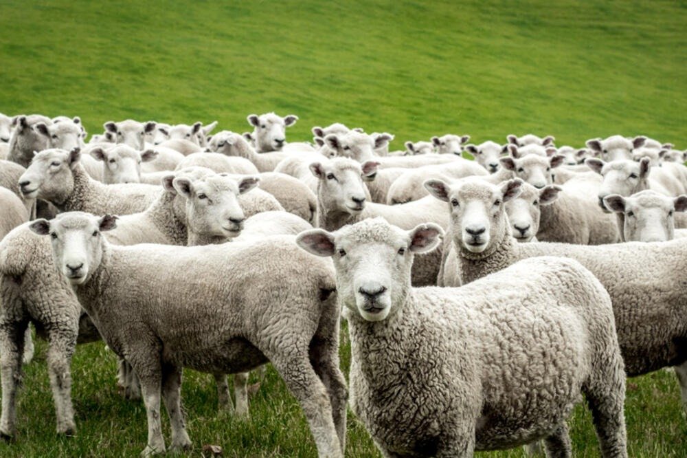 Der Tierarzt sieht, dass sich die Tiere seltsam verhalten. Er sagt „Das ist nicht gut, wir müssen weglaufen“