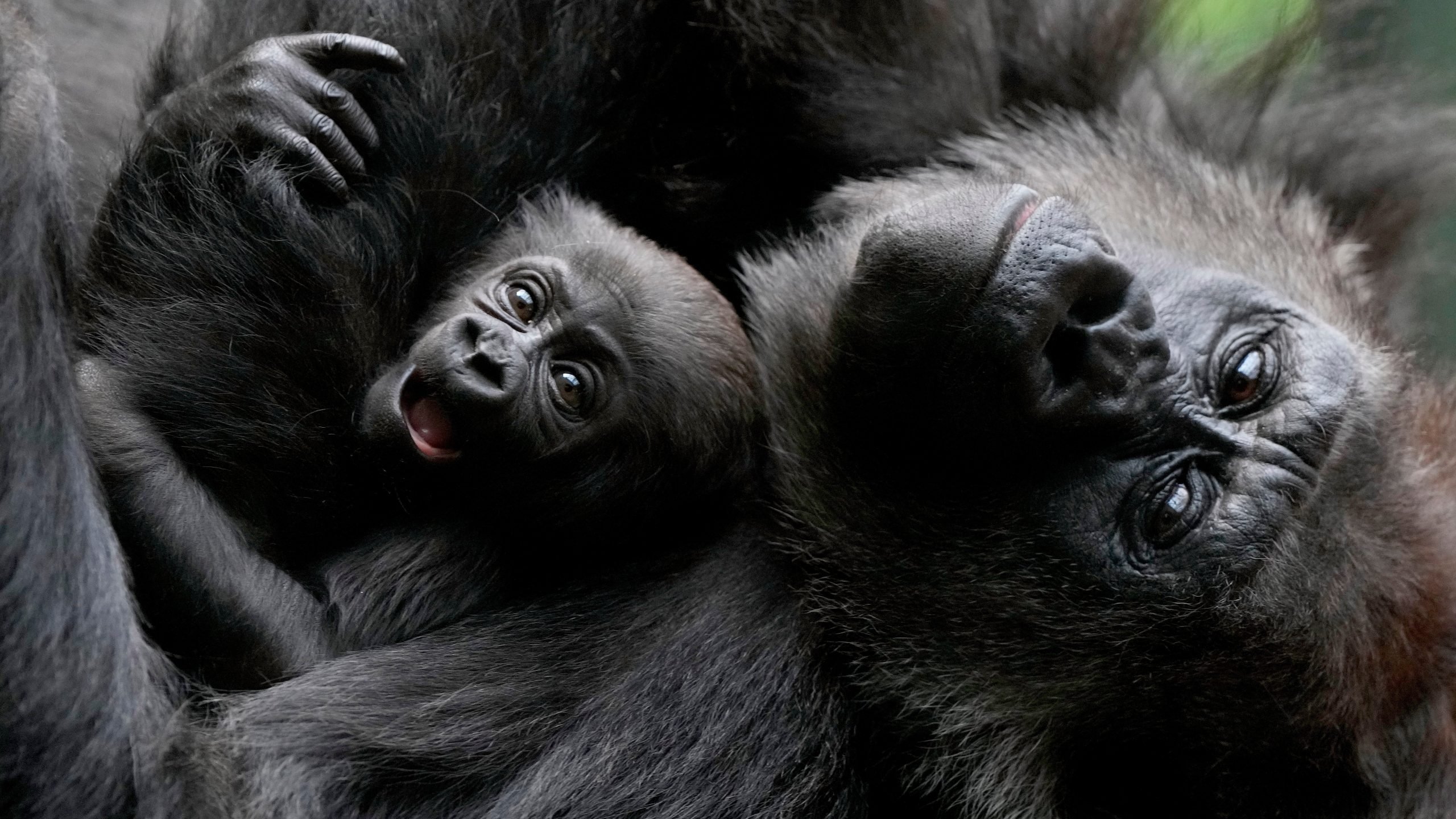 Gorilla weigert sich zu gebären, wie ein schockierender Ultraschall zeigt