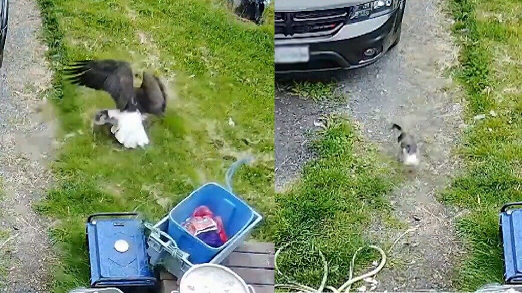 Helang Merampas Anak Anjing dari Halaman – Perkara yang Ditemui Jiran Akan Memukau Fikiran Anda