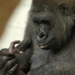 Gorilla weigert sich zu gebären, wie ein schockierender Ultraschall zeigt ➤ Infotime.co