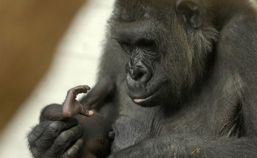 Gorilla weigert sich zu gebären, wie ein schockierender Ultraschall zeigt ➤ Infotime.co