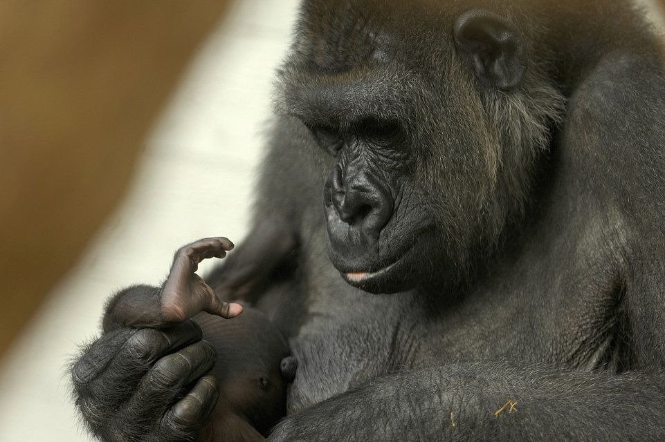 Gorilla weigert sich zu gebären, wie ein schockierender Ultraschall zeigt ➤ Infotime.co