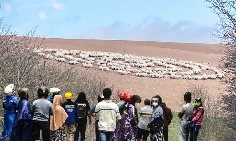 Der Tierarzt sieht, dass sich die Tiere seltsam verhalten. Er sagt „Das ist nicht gut, wir müssen weglaufen“ ➤ Infotime.co