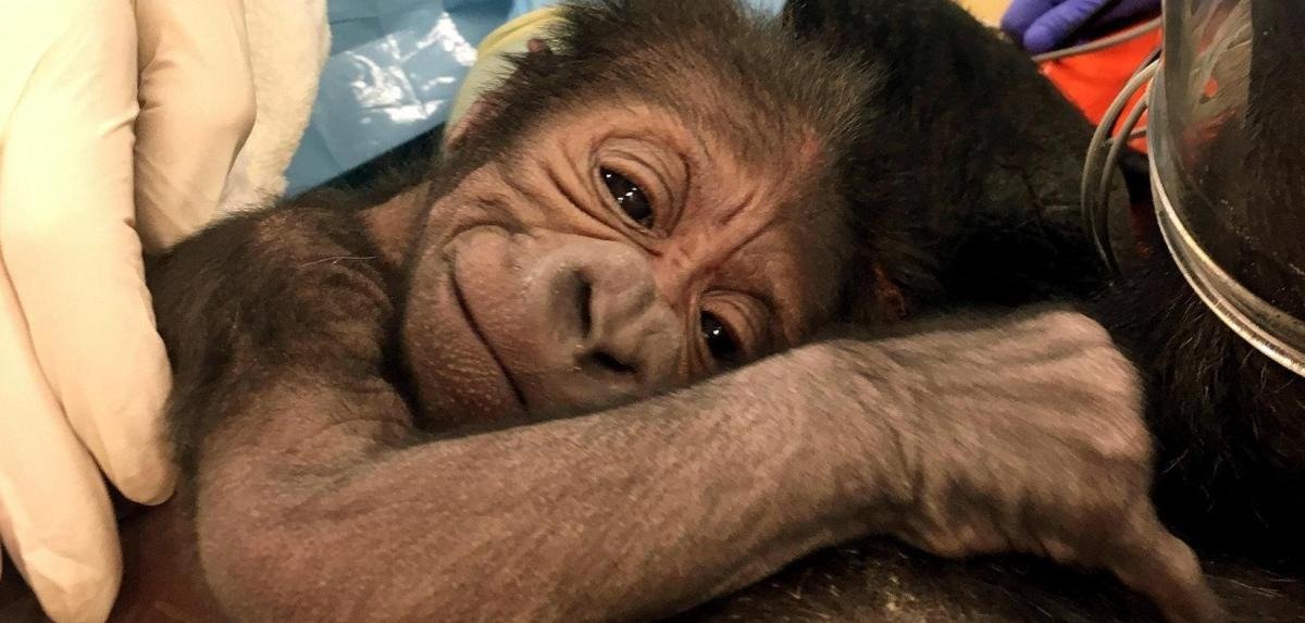 Gorilla weigert sich zu gebären, wie ein schockierender Ultraschall zeigt