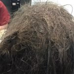 Penata Rambut Memotong Rambut Remaja dan Menemukan Ini di Dalamnya ➤ Infotime.co