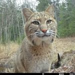 Fotos increíbles tomadas con cámaras de rastreo ➤ Infotime.co