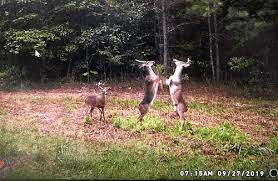 Fantastische Fotos von Wildkameras