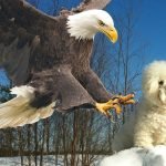 Elang Merebut Anak Anjing dari Halaman – Apa yang Ditemukan Tetangga Akan Membuat Anda Tercengang ➤ Infotime.co
