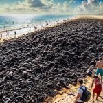 Badegäste sind oft überrascht, ungewöhnliche Objekte im Meer zu finden, und haben manchmal sogar Angst ➤ Infotime.co