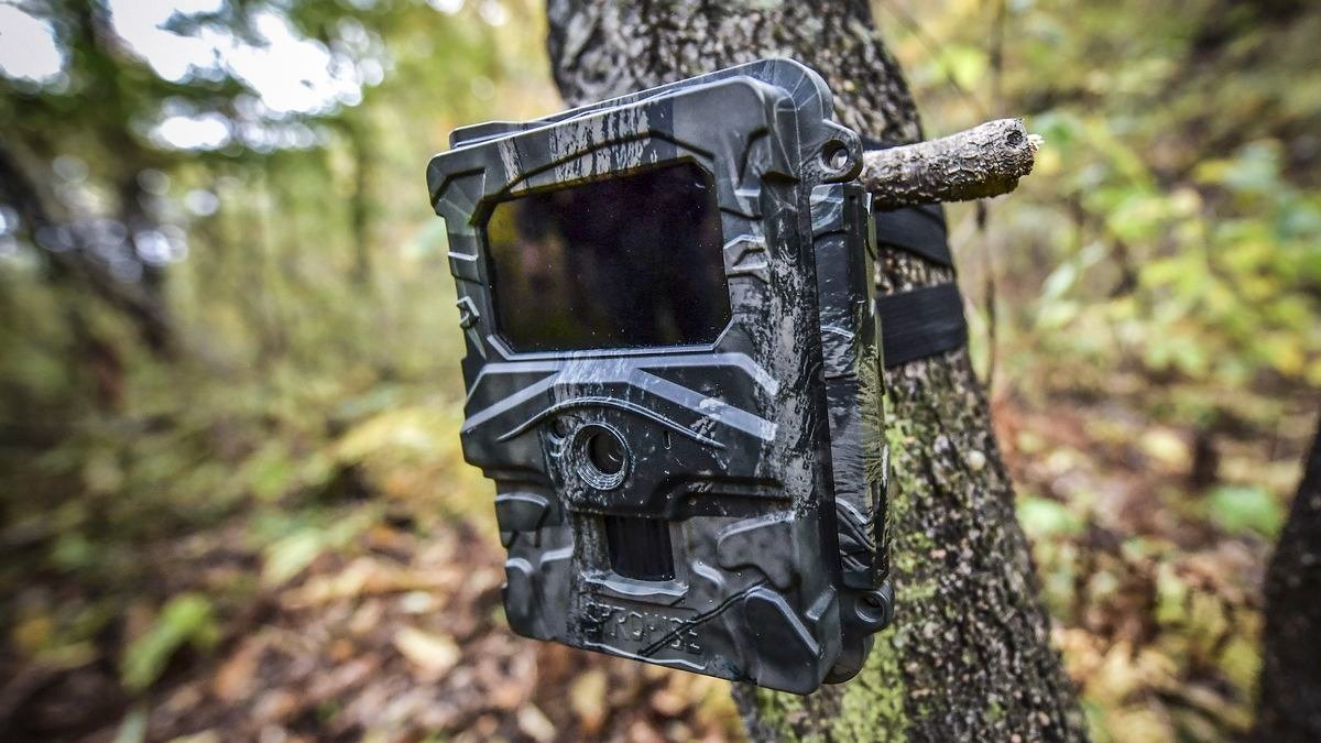 Fantastische Fotos von Wildkameras