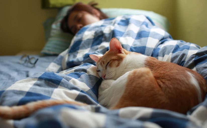 Dormir con tu gato: Lo que nadie te cuenta y deberías saber ➤ Infotime.co