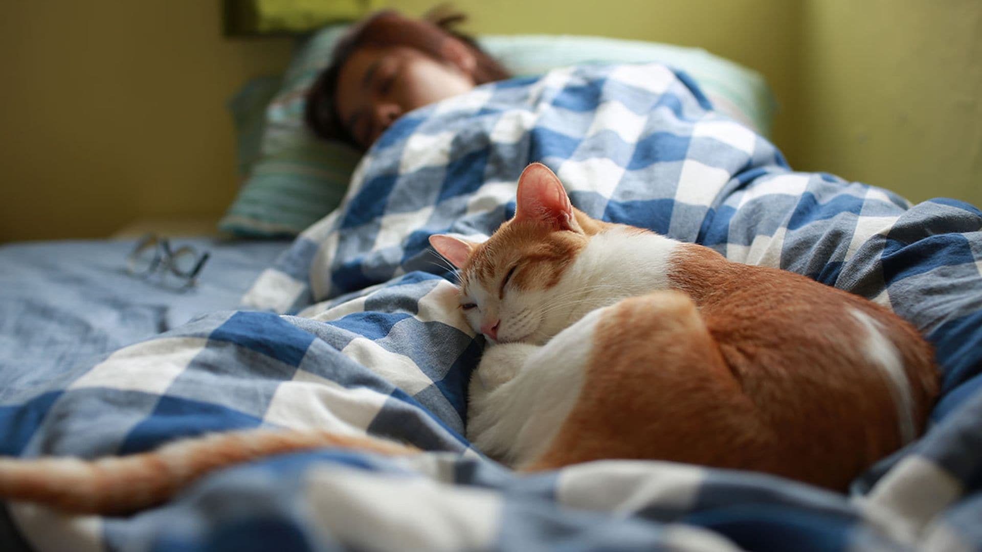 Dormir con tu gato: Lo que nadie te cuenta y deberías saber ➤ Infotime.co