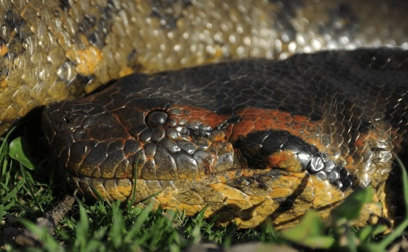 Anaconda colossal é flagrada na Colômbia e surpreende ao aparecer diante das câmeras ➤ Infotime.co