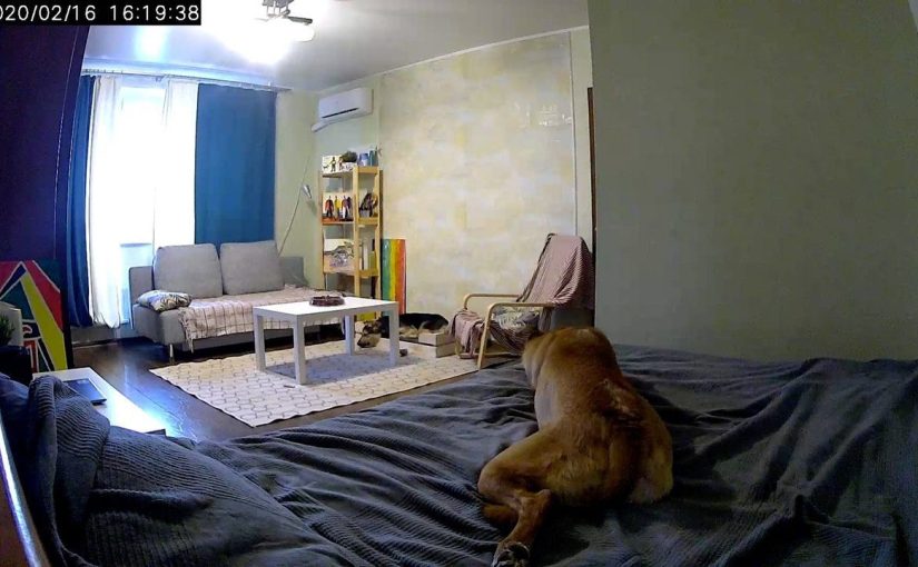 Unerwartete Nachtaktion: Mutter teilt Bett mit Hund – doch was dann passiert, ahnt sie nicht! ➤ Infotime.co