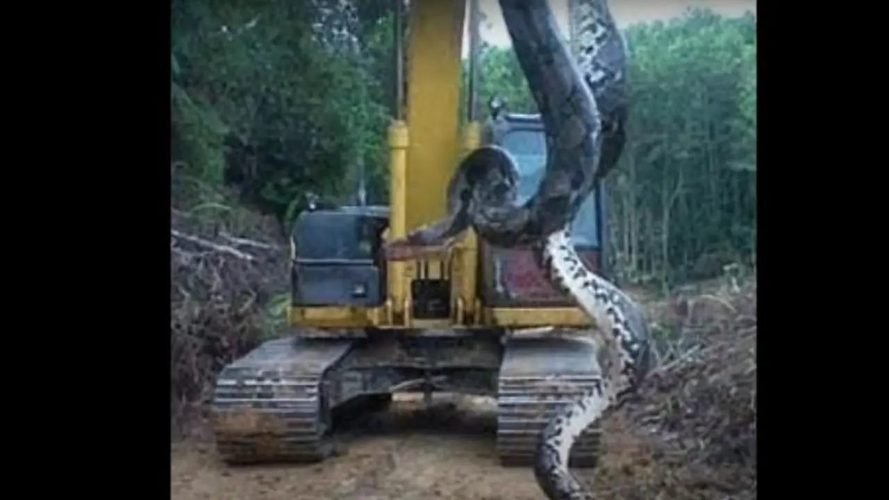 Anaconda colossal é flagrada na Colômbia e surpreende ao aparecer diante das câmeras