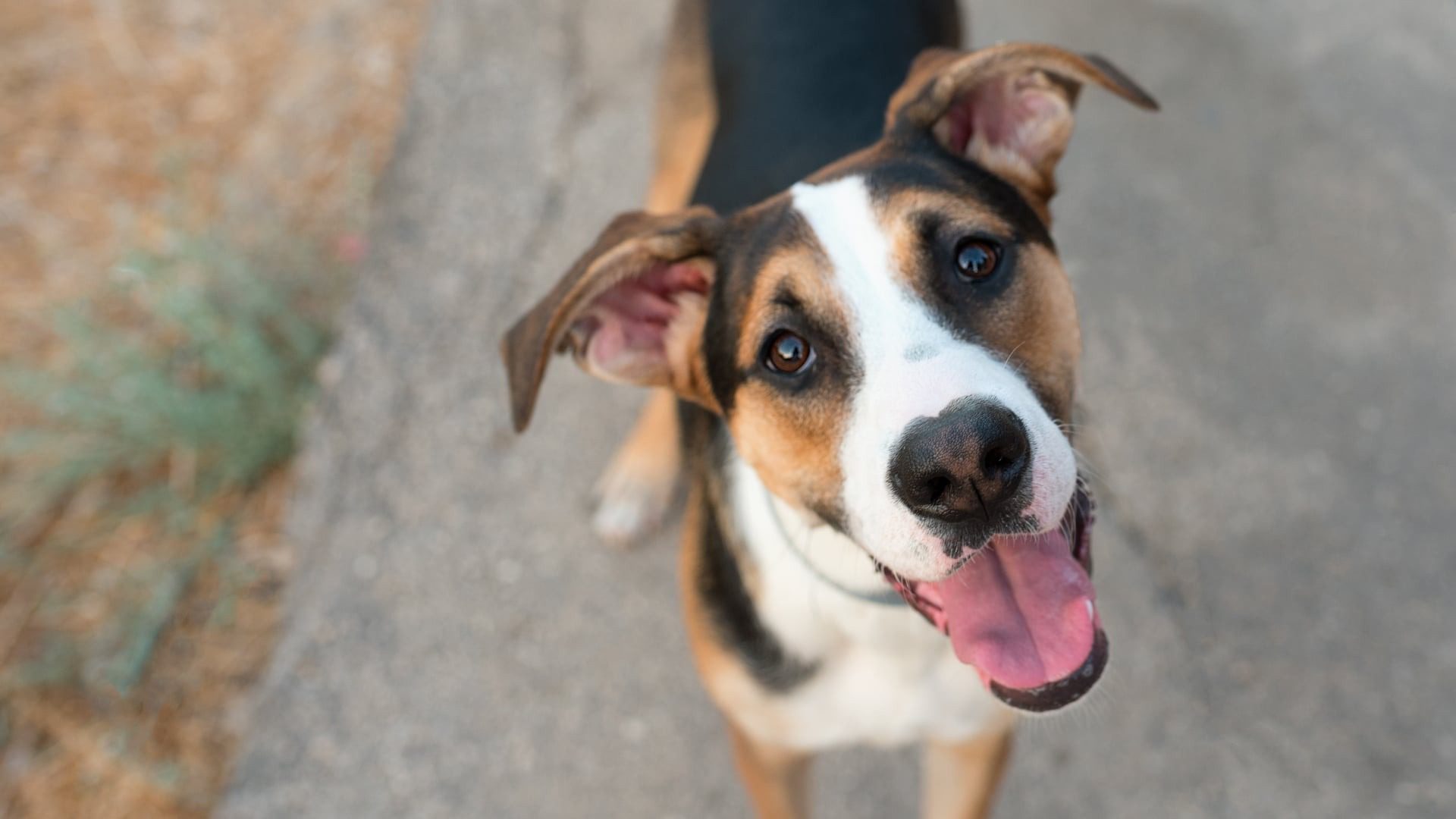 Unerwartete Nachtaktion: Mutter teilt Bett mit Hund – doch was dann passiert, ahnt sie nicht!