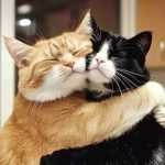Gato abraza a su amigo sin parar antes de ser sacrificado: ¡la razón te dejará pálido! ➤ Infotime.co