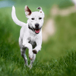 Кольоровий міф: вчені пояснили, як насправді бачать світ собаки ➤ Infotime.co