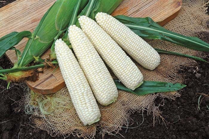 Почему нельзя покупать кукурузу на рынке и где искать качественный продукт