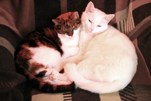 Gato abraza a su amigo sin parar antes de ser sacrificado: ¡la razón te dejará pálido!