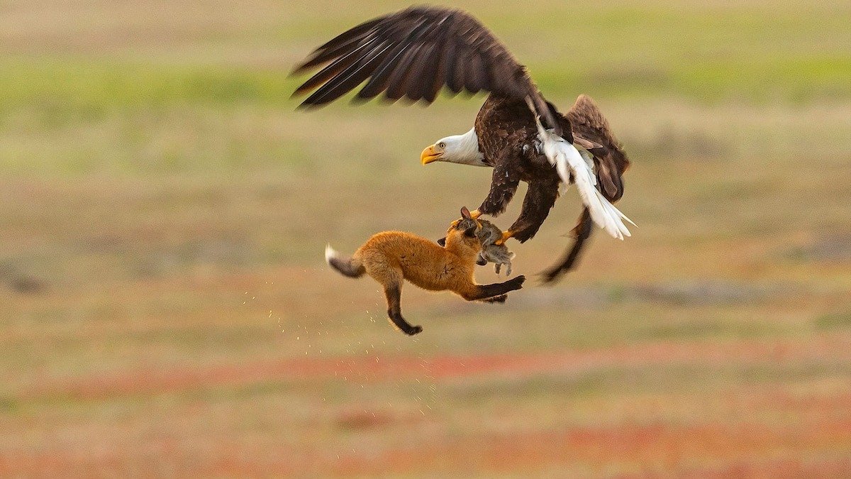 Adler trägt Fuchsjunges aus dem Garten – Was Nachbarn entdeckten, schockierte alle!