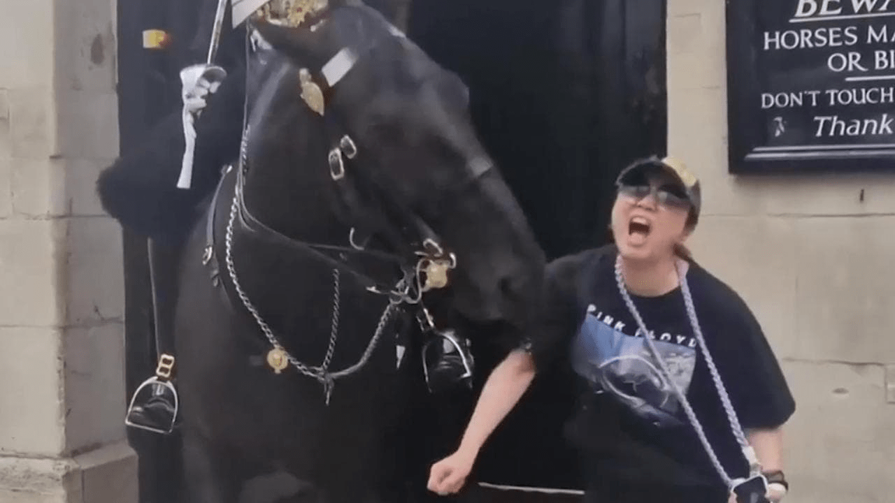 Vídeo: Turista não deu ouvidos ao aviso e foi mordida por um cavalo da Guarda Real Britânica