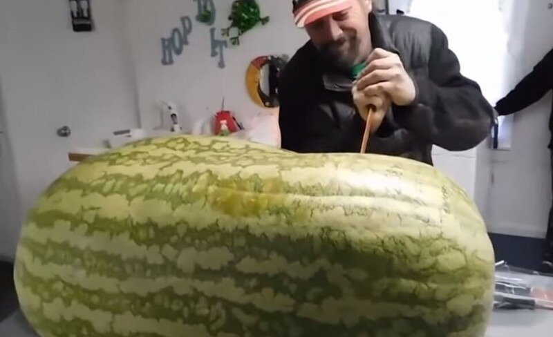 Ein Herr kaufte eine 130 Kilogramm schwere Wassermelone. Als er sie aufschnitt, war er von ihrem Inhalt überrascht