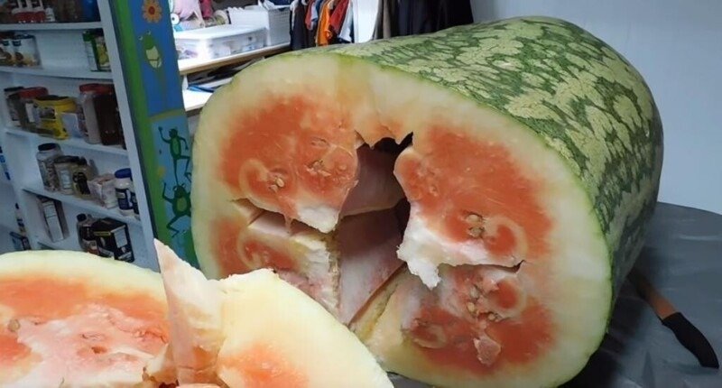 Ein Herr kaufte eine 130 Kilogramm schwere Wassermelone. Als er sie aufschnitt, war er von ihrem Inhalt überrascht