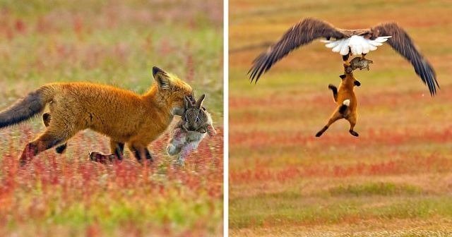 Adler trägt Fuchsjunges aus dem Garten – Was Nachbarn entdeckten, schockierte alle!