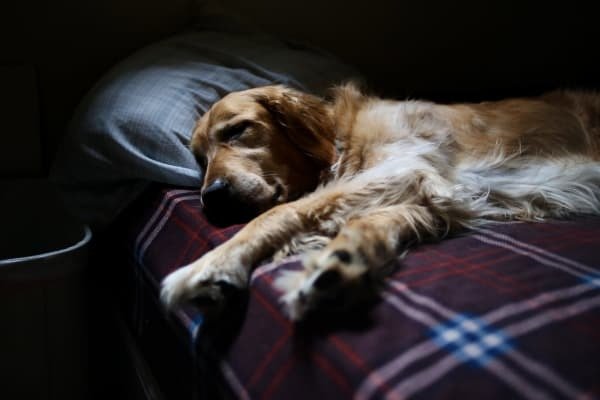 Weinender Hund weigert sich, aufzustehen. Tierarzt fragt
