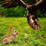 Ein Adler trug ein Kaninchen aus dem Garten – was die Nachbarn fanden, schockierte alle! ➤ Infotime.co