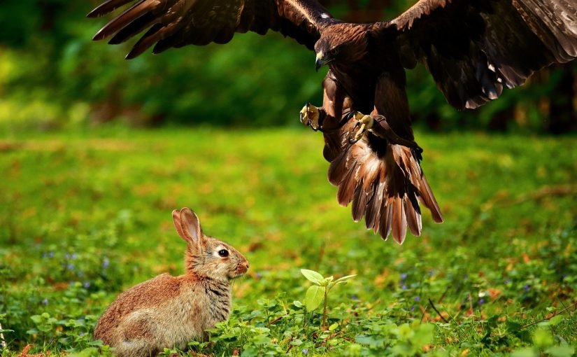 Ein Adler trug ein Kaninchen aus dem Garten – was die Nachbarn fanden, schockierte alle! ➤ Infotime.co