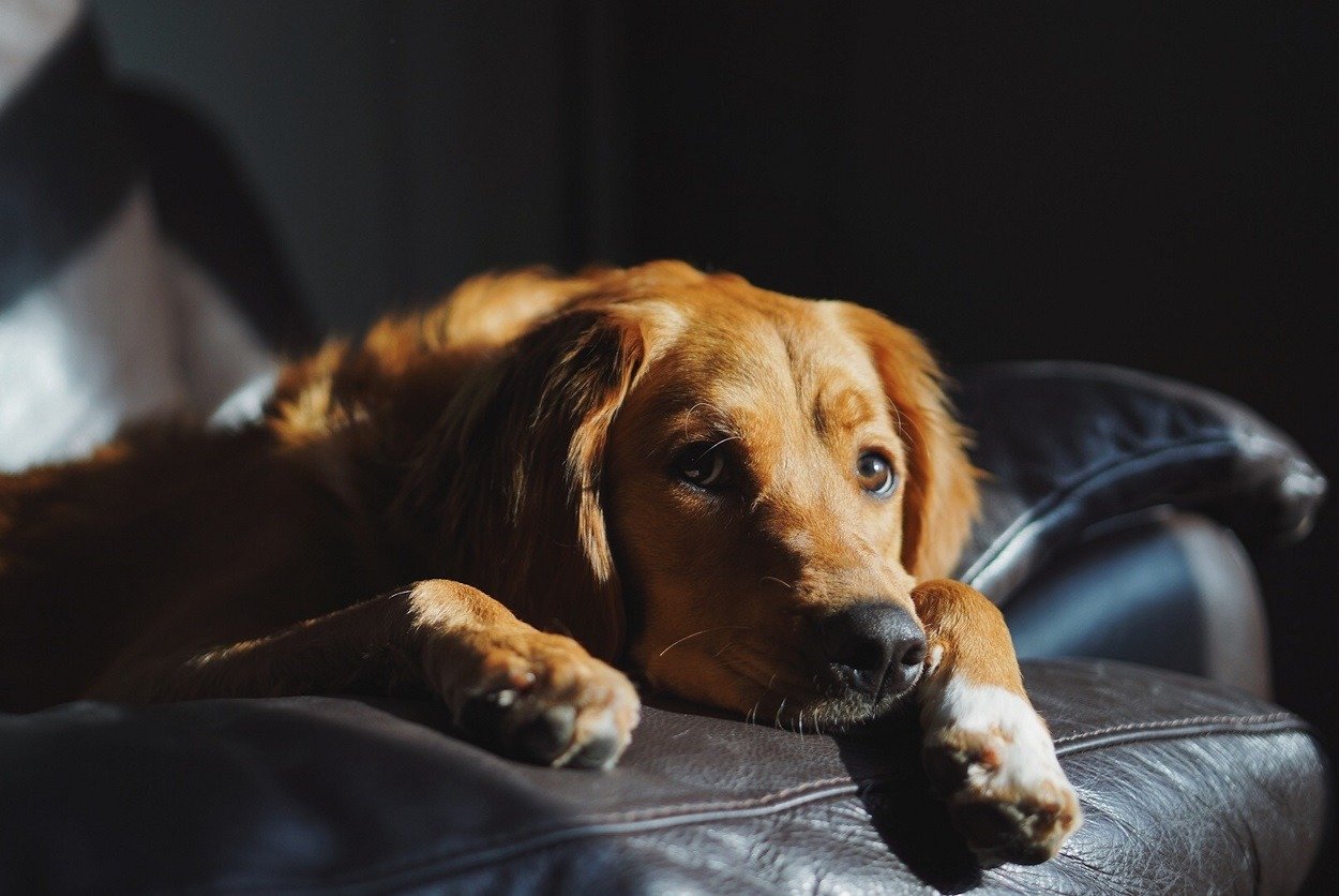 Weinender Hund weigert sich, aufzustehen. Tierarzt fragt