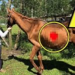 Un granjero encuentra un caballo que llevaba ocho meses desaparecido. Averigua qué le pasó ➤ Infotime.co