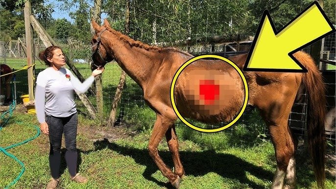 Ein Bauer findet ein Pferd, das seit acht Monaten vermisst war. Finde heraus, was mit dem Pferd passiert ist ➤ Infotime.co