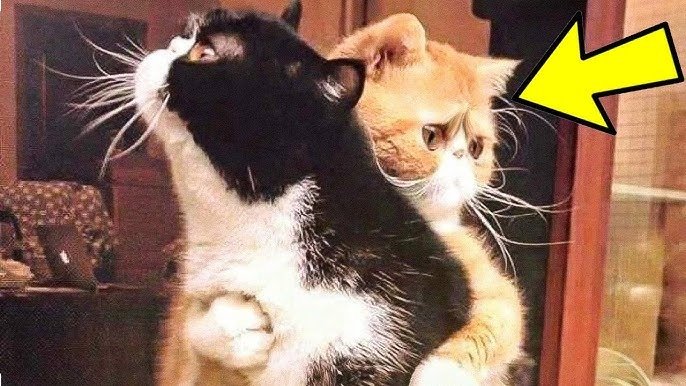 Kucing Terus Memeluk Rakan Sebelum Ditidurkan – Sebab di sebaliknya akan membuatkan anda pucat! ➤ Infotime.co