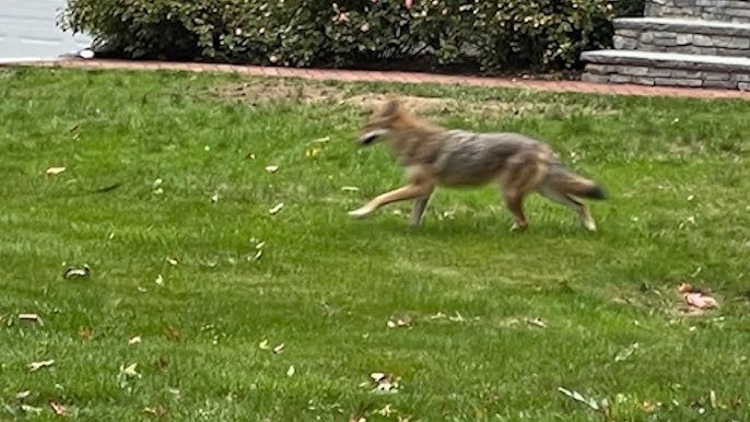 Coyote Merampas Anak Anjing Dari Halaman – Tonton Apa yang Berlaku