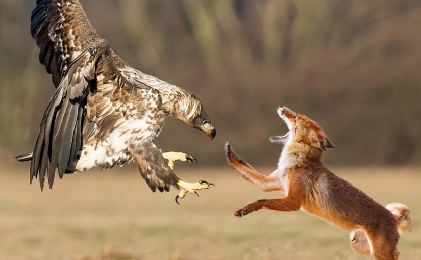 Adler trägt Fuchsjunges aus dem Garten – Was Nachbarn entdeckten, schockierte alle! ➤ Infotime.co