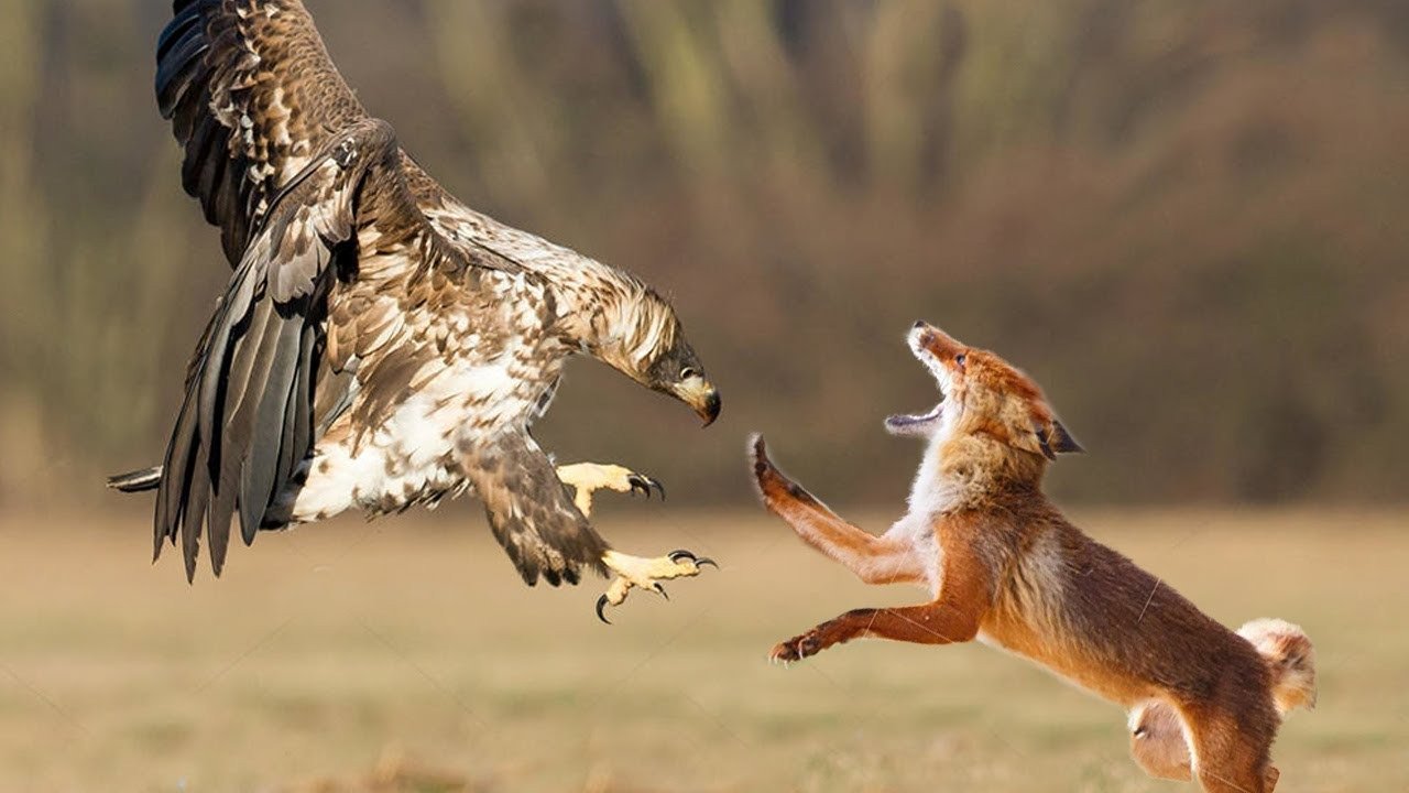 Adler trägt Fuchsjunges aus dem Garten – Was Nachbarn entdeckten, schockierte alle! ➤ Infotime.co