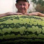 Ein Herr kaufte eine 130 Kilogramm schwere Wassermelone. Als er sie aufschnitt, war er von ihrem Inhalt überrascht ➤ Infotime.co