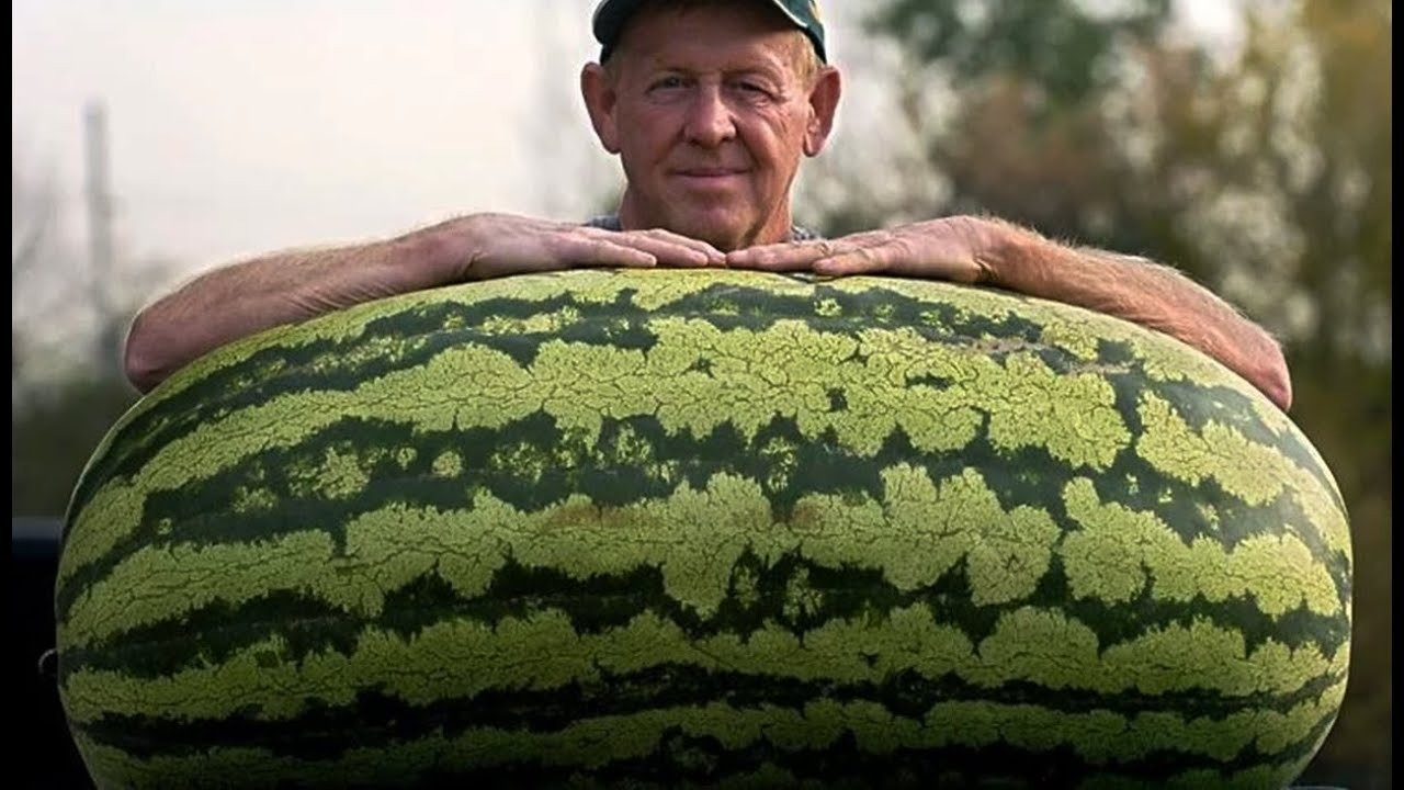 Ein Herr kaufte eine 130 Kilogramm schwere Wassermelone. Als er sie aufschnitt, war er von ihrem Inhalt überrascht ➤ Infotime.co