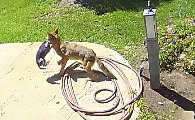 Coyote Merampas Anak Anjing Dari Halaman – Tonton Apa yang Berlaku ➤ Infotime.co