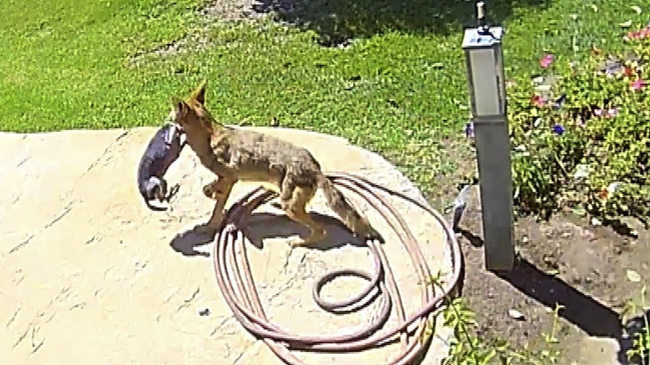 Coyote Merampas Anak Anjing Dari Halaman – Tonton Apa yang Berlaku ➤ Infotime.co